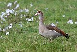 Egyptian Goose